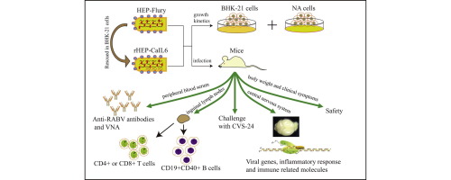 Rabies virus Recombinants