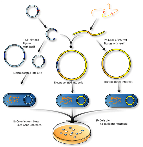 Other Organism Recombinants